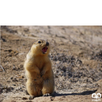 گونه سنجاب زمینی Spermophilus fulvus